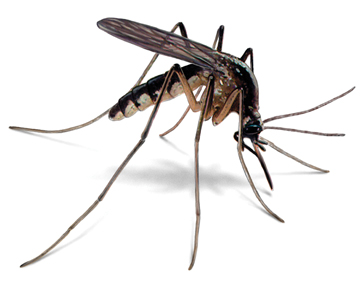 Как да се избавите от комари в дома си