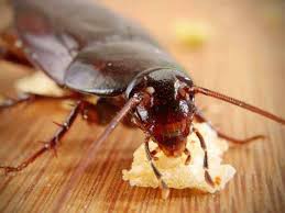 5 предимства на фирмите за изтребване на хлебарки