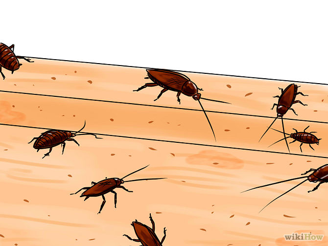 Как да прогоним хлебарките от дома ни?