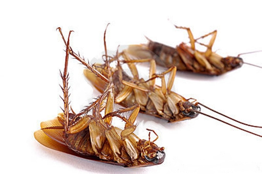 Хитри начини за унищожаване на хлебарки
